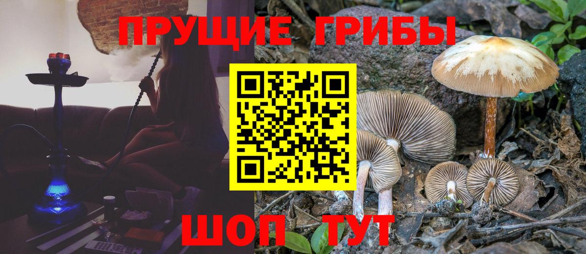 Псилоцибиновые грибы Psilocybine cubensis Новороссийск